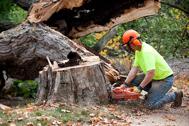 Best Tree Root Removal  in Robbins, NC